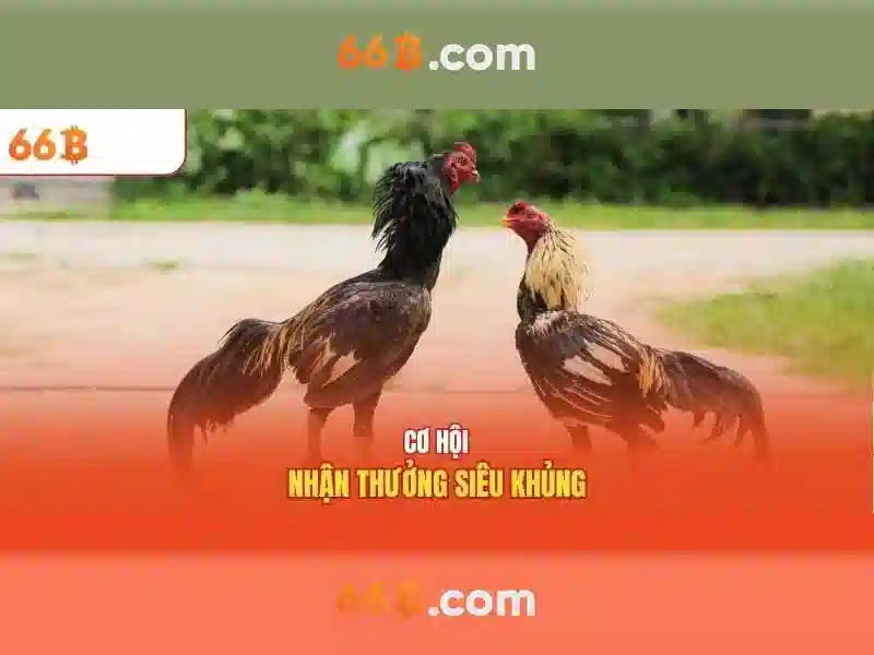 66B là gì và tại sao nó quan trọng
