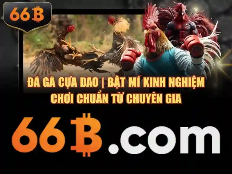 66b là gì và vì sao nhận được sự quan tâm